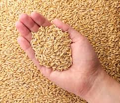 (6) barley b. jav.jpg